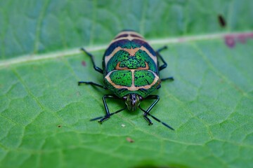光り輝く緑色が美しい、身近な昆虫、アカスジキンカメムシ