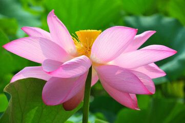 Fototapeta premium Blossoming lotus flower