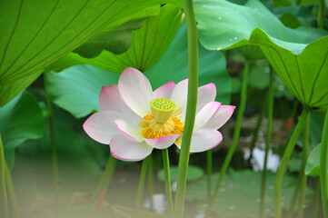 Blossoming lotus flower