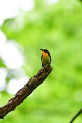 早朝の高原の森で美しい声でさえずる黄色、オレンジ、黒の鮮やかなかわいい小鳥キビタキ