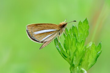 軽井沢等の高原で初夏に見られる小さな黄色っぽいチョウ、ギンイチモンジセセリ