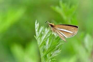 軽井沢等の高原で初夏に見られる小さな黄色っぽいチョウ、ギンイチモンジセセリ