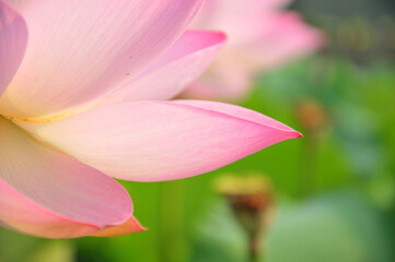 Blossoming lotus flower