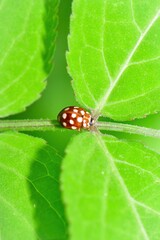 公園や庭で見られる身近な生き物テントウムシ