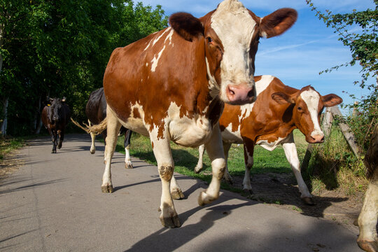 Viehtrieb in der Pfalz: Milchkühe auf ihrem abendlichen Weg von der Weide in den Stall