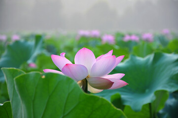 Fototapeta premium Blossoming lotus flower