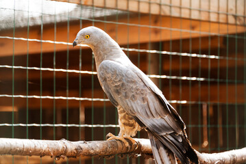 Bird of prey of the hawk family Osoed (Pernis apivorus)