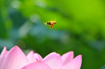 Blossoming lotus flower