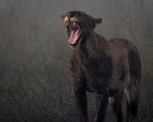 Lions of Kenya - Wildlife photographs from Maasai Mara National Reserve, Kenya