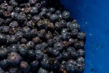 Spoiled, depressed, fermented blueberries in a blue bucket. Close-up. Wet berry. Spoiled, rotten berries. A moldy berry.