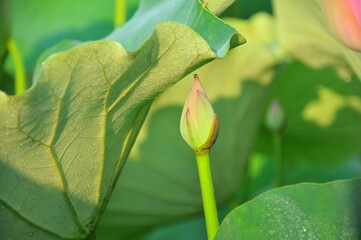 Blossoming lotus flower