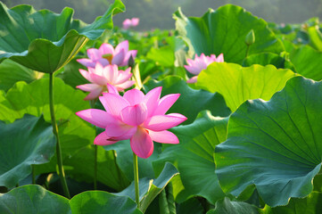 Blossoming lotus flower