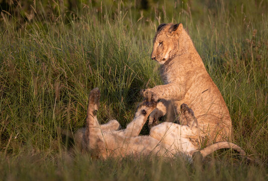 Lions of Kenya - Wildlife photographs from Maasai Mara National Reserve, Kenya