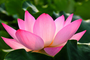 Obraz premium Blossoming lotus flower