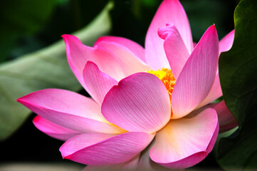 Blossoming lotus flower