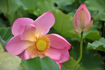 Fototapeta premium Blossoming lotus flower