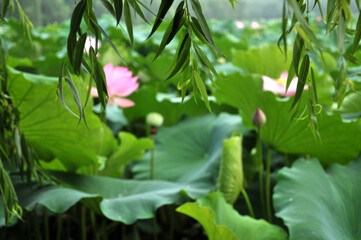 Obraz na płótnie Canvas Blossoming lotus flower