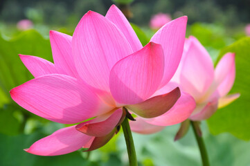 Obraz premium Blossoming lotus flower