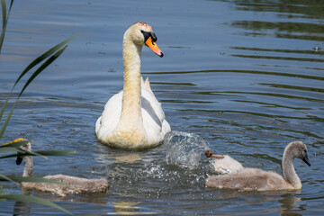 Swan with cygnets (baby swans) swimming in the water in the Netherlands