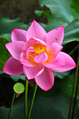 Blossoming lotus flower