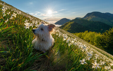 White dog playing in the grass and flowers at sunrise