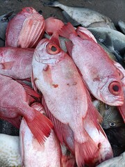 fresh   red fish on the market