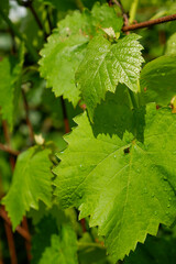 Vine on a trellis. Grape leaves after the rain. Young grape-vine in the vineyard