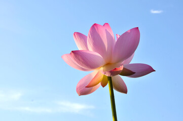 Fototapeta premium Blossoming lotus flower