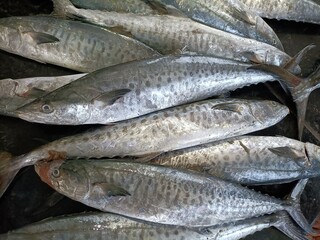 fresh fish on market stall sheela 