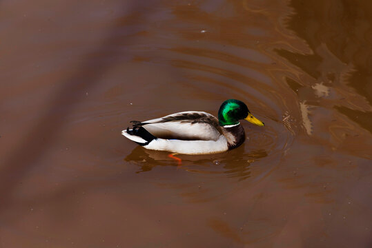 Variegated, colorful duck Mallard (mallard duck) (Anas platyrhynchos) floats on the water