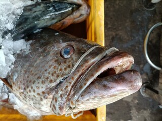 A single fish  coming mouse  with ice  in the MArket 