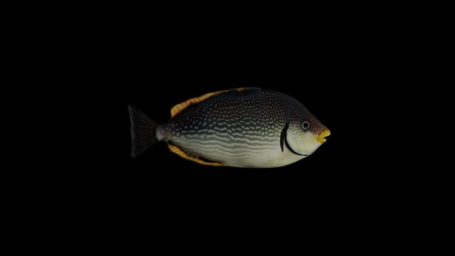Javes Fish animation.Full HD 1920&times;1080.8 Second Long.Transparent Alpha video.LOOP.