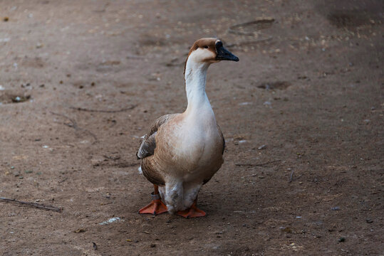 A beautiful white and brown goose (Anser anser) is important to walk on the ground. Geese - large waterfowl, belong to the family Anatidae.