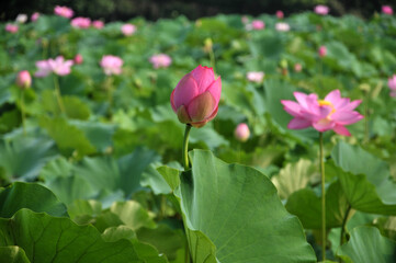 Obraz na płótnie Canvas Blossoming lotus flower