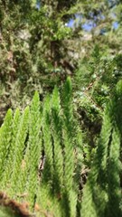 fern in the forest