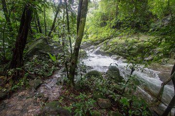 Pure nature in the middle of the bushy evergreen forest of Umphang Wildlife Sanctuary,Tak Province,Thailand.