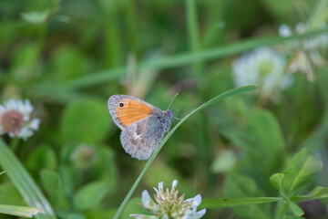 Small heath butterfly (Coenonympha pamphilus) rests on a blade of grass.