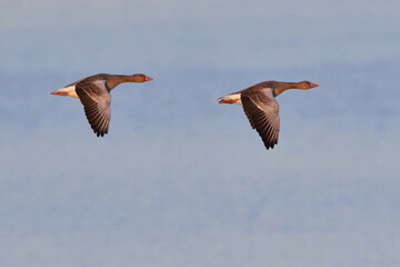 Graugänse im Flug	