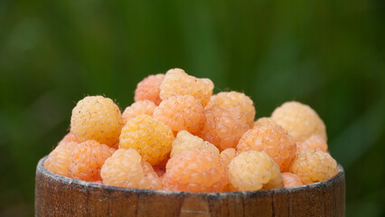 Frambuesas amarillas en cuenco marrón sobre fondo verde de arbusto de hierba en jardín
