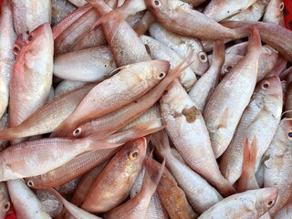  A group of Red Fish  or