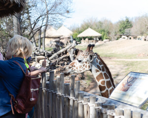 Parents and kids feeding lettuce leaf to a giraffe at the zoo in North Texas, America