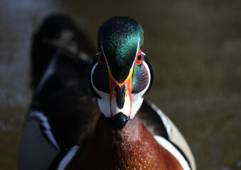 face of wood duck in nature