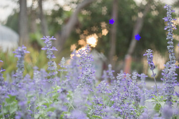 Obraz premium Field of Blue salvia flowers.(selective focus)