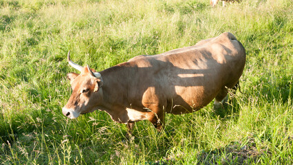 Vaca marrón en pradera de hierba