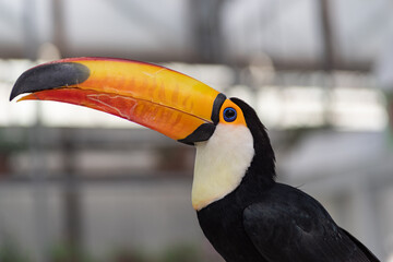 Fototapeta premium オオハシ