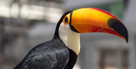 Naklejka premium オオハシ