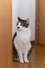 座る猫 キジトラ白