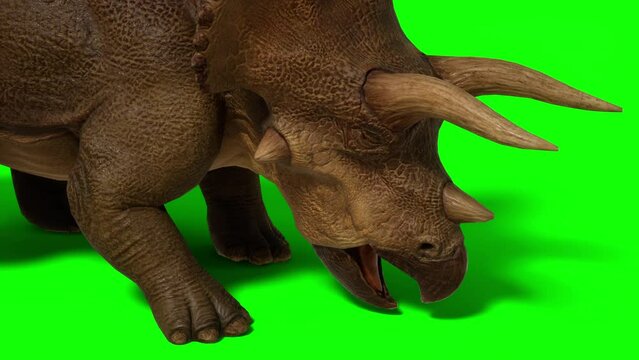 Triceratops, ceratops walking on green screen background. The Jurassic Period, Mesozoic era. 3d rendering