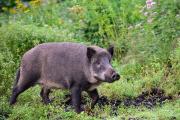 Wild boar female stands in summer forest and looks attentively, lower saxony, (sus scrofa), germany