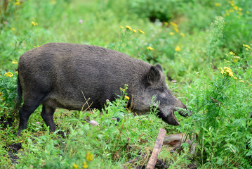 Wild boar sow cleans one of its lying young, summer, lower saxony, (sus scrofa), germany